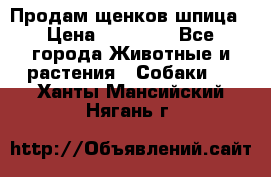 Продам щенков шпица › Цена ­ 25 000 - Все города Животные и растения » Собаки   . Ханты-Мансийский,Нягань г.